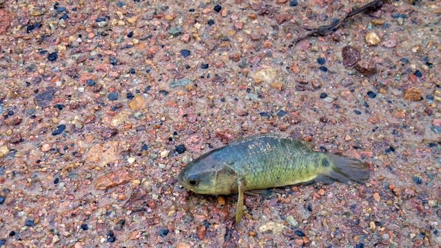 Invasive walking fish threatens Nth Australia