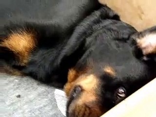 Filhotes Rottweiler mamando
