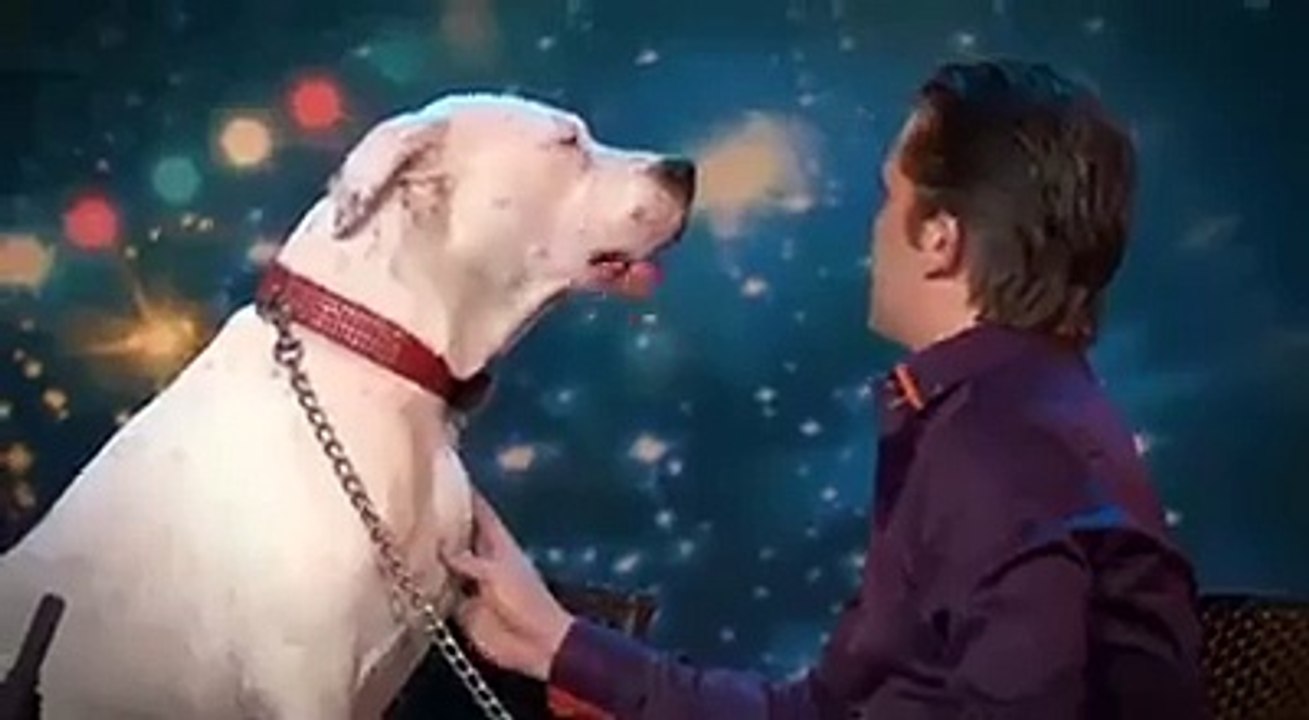 XFactor - Pies "śpiewający" piosenkę Whitney Houston - I Will Always Love You