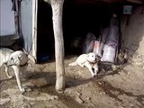 çoban köpekleri eskişehir