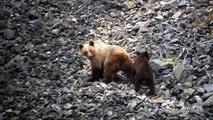 Osa y osezno cruzando canchal (Oso pardo cantábrico, brown bear, ursus arctos