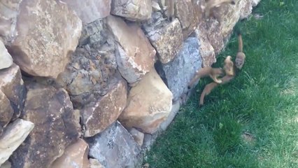 Des bébés belettes suivent leur maman