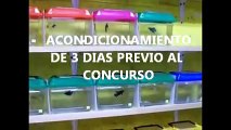 Primer Gran Concurso en Vivo del Pez Betta Cd. de México -ACONDICIONAMIENTO-