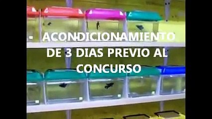 Primer Gran Concurso en Vivo del Pez Betta Cd. de México -ACONDICIONAMIENTO-