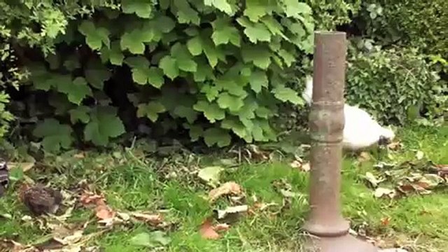 Sony HDR-TG3 presents the Chicken Family