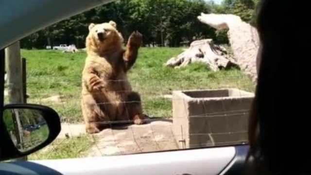 L'ours le plus cool du monde : Il fait coucou et attrape du pain de mie en plein vol