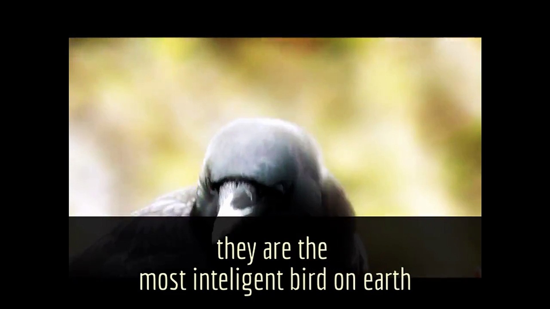 11 facts about crows