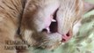 Kanobi Cat Snoring-Open Mouth Purring-Green Thumb Girls Ginger Cats