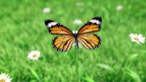 After Effects Project Files - Butterfly Logo Reveal - VideoHive 10228664