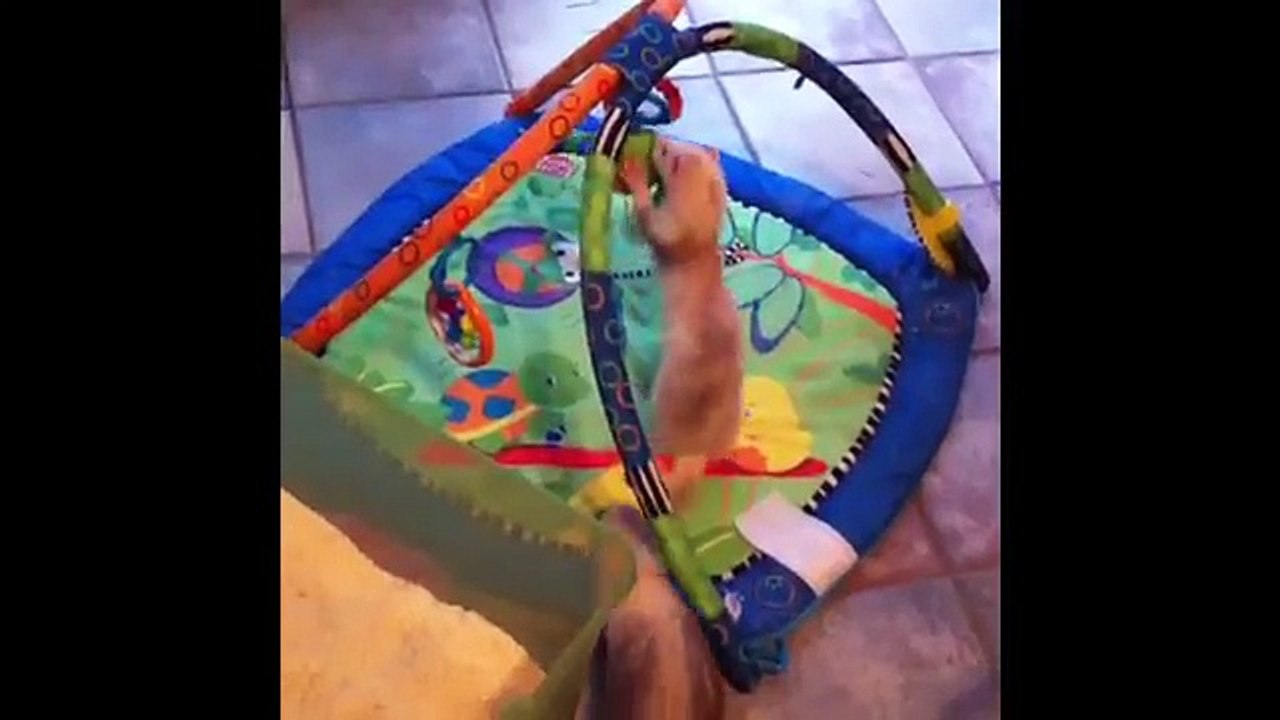 Ruby and gang Ferret Fun