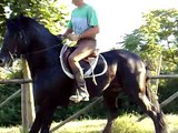 Cavallo PRE Nero Stallone Andaluso IN VENDITA