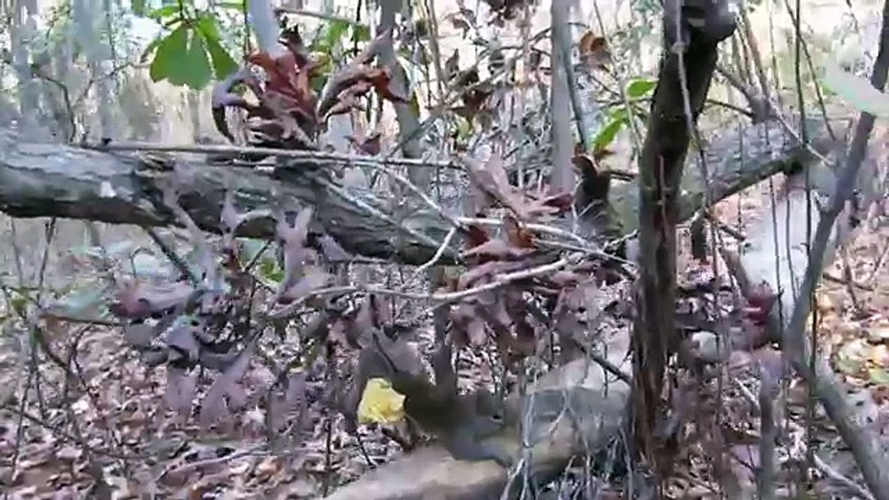 Squirrel Trapping #110 Conibear