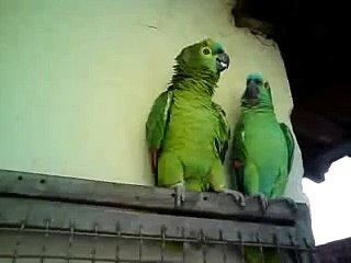 Papagaio cantando atirei o pau no gato