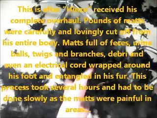 OPERATION: Duncan Hinze! The Cocker Spaniel Rescue