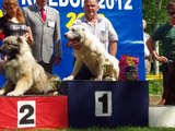 New litter Caucasian shepherd dog from *RUSKI IZVOR* kennel - Serbia