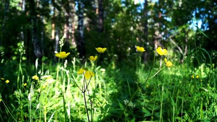 Футаж Лесные цветы скачать бесплатно