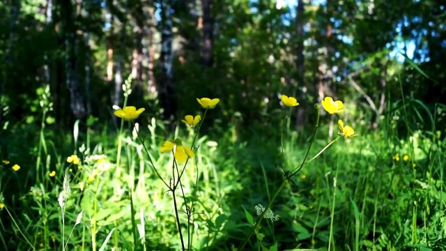 Футаж Лесные цветы скачать бесплатно