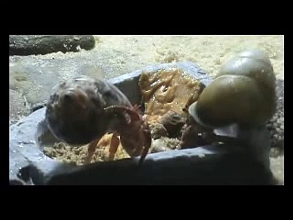 Hermit Crabs at the Crab Buffet