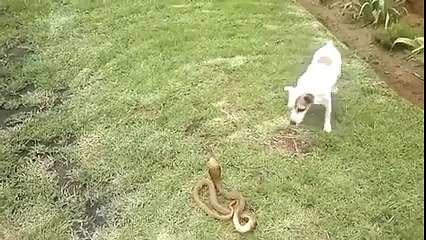 Really Amazing So Funny Video Dog Vs Snake