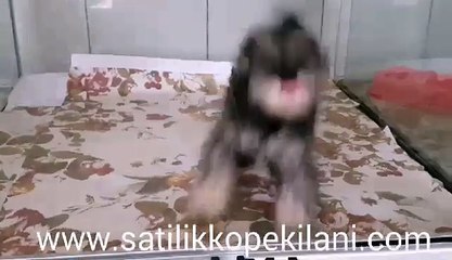 Satılık Minyatür Schnauzer Yavrular 05412625853