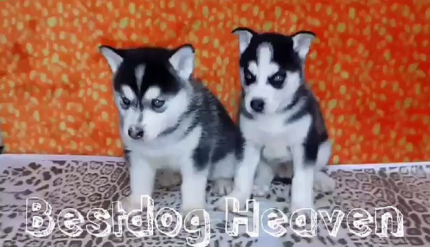 Satılık Husky Sibirya Kurdu Yavrular 05412625843