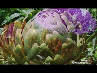 Otkrivamo! Zašto i kako gajiti artičoke!_400_16.05.2015.