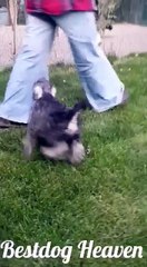 Satılık Minyatür Schnauzer Yavrular 05412625853