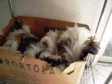 Tibetan Terrier Puppies... Playing in Boxes      046.AVI