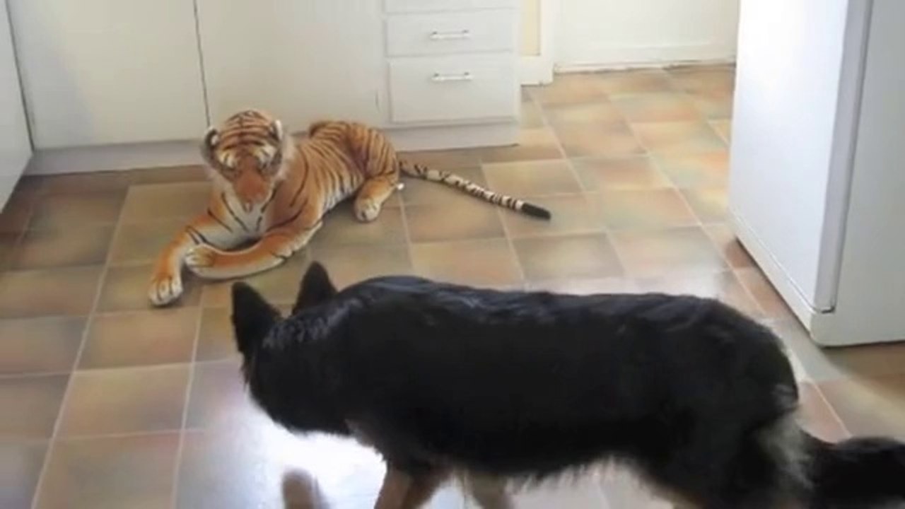 Un berger allemand effrayé par la peluche géante d'un tigre