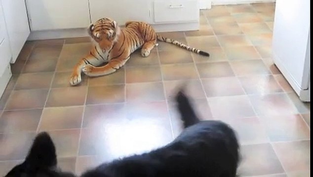 German Shepherd dog scared by giant tiger teddy bear