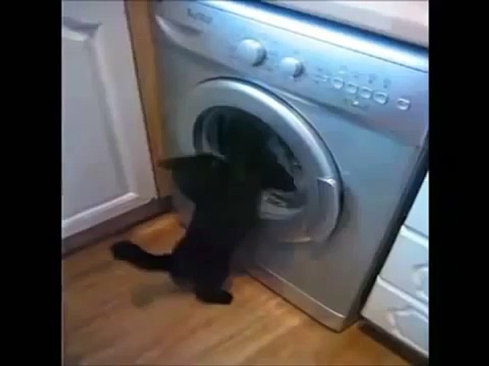 Chat VS machine à laver !