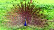 Big peacock dancing in rain _ Tune.pk