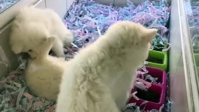 KAR BEYAZ SAMOYED YAVRULARI