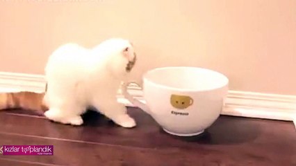 Kedinin Tatlı Halleri