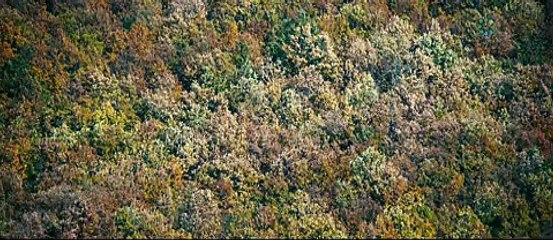 The Duke of Burgundy