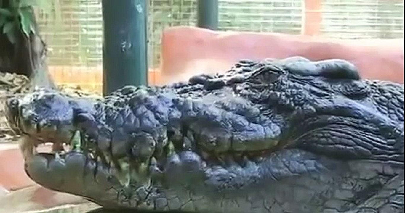 The Largest Crocodile in Captivity, Green Island, Australia