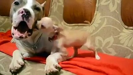 L'incroyable patience de ce pitbull avec un chihuahua