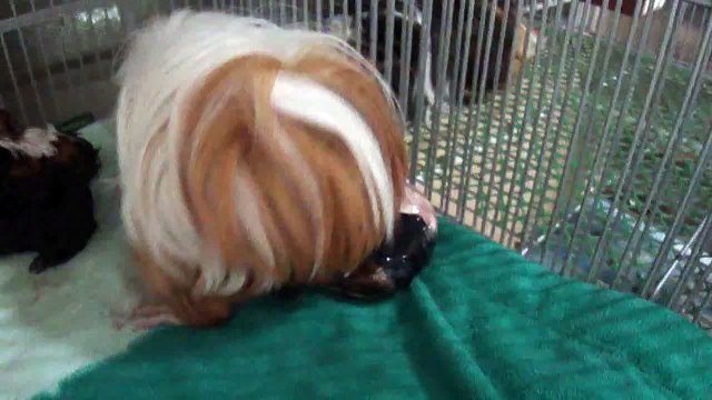 peruvian guinea pig giving birth