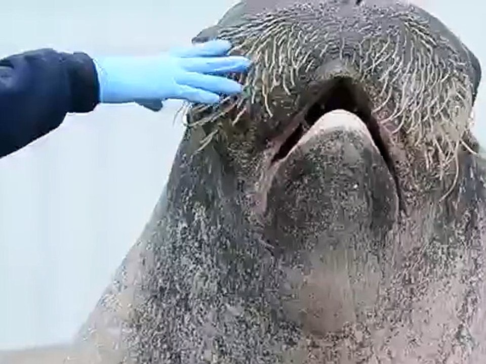 Su aslanı Maşallah