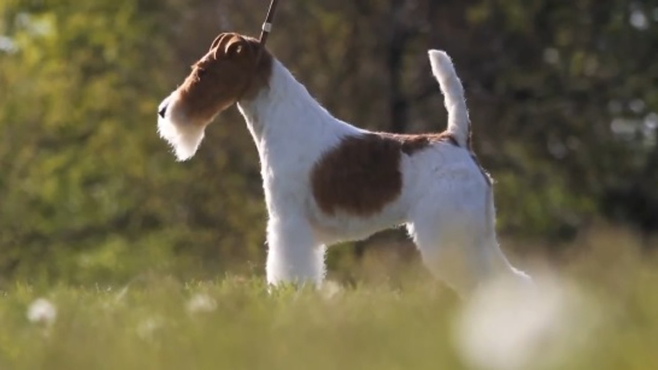 Fox Terrier (Foksteriyer)