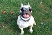 Fransız Buldoğu (French Bulldog)