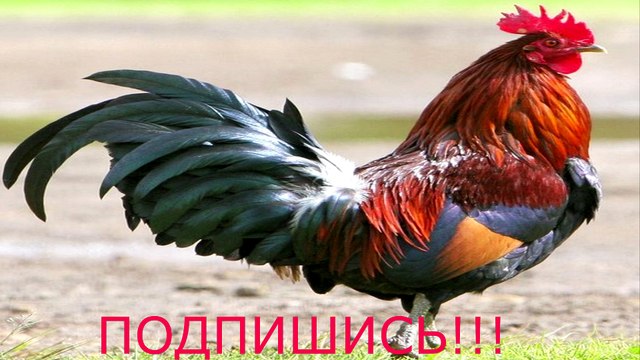 Голоса домашних животных для детей! The voices of the animals for Your children.