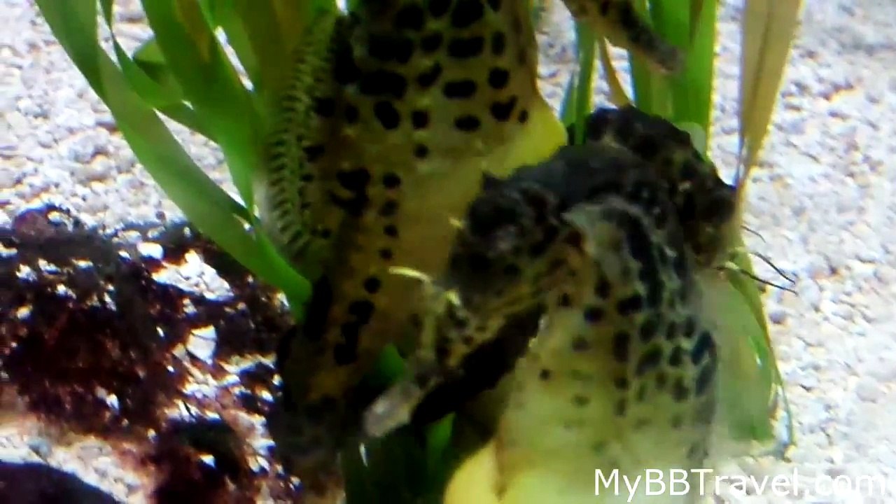 Watch a Sea Horse Move - Toronto Zoo
