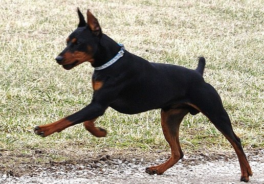 Alman Pinscher (German Pinscher)