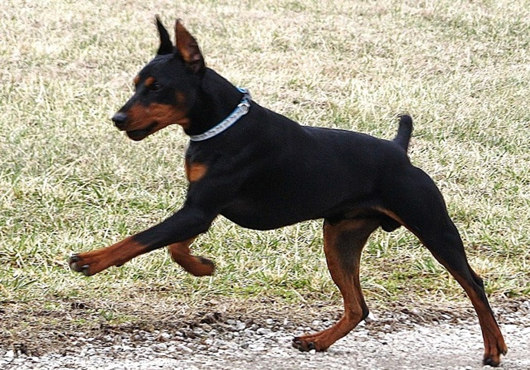 Alman Pinscher (German Pinscher)