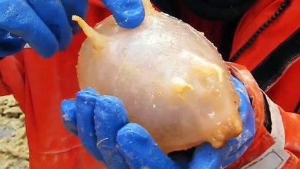 Dünyanın En İlginç Görünüşlü 10 Hayvanı