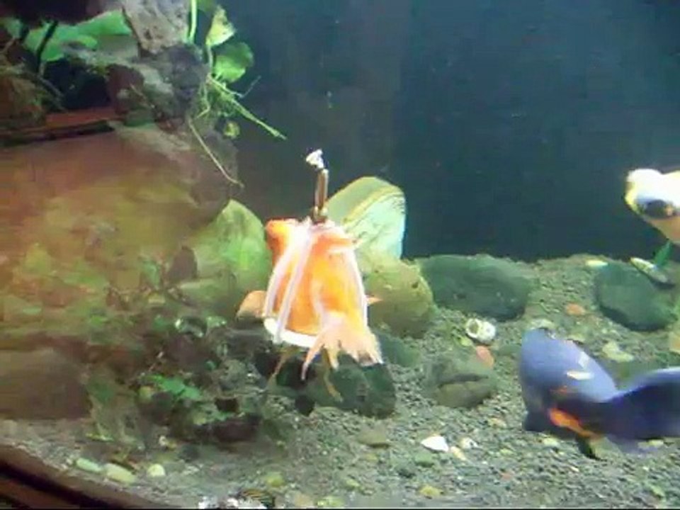 Un fauteuil pour poisson
