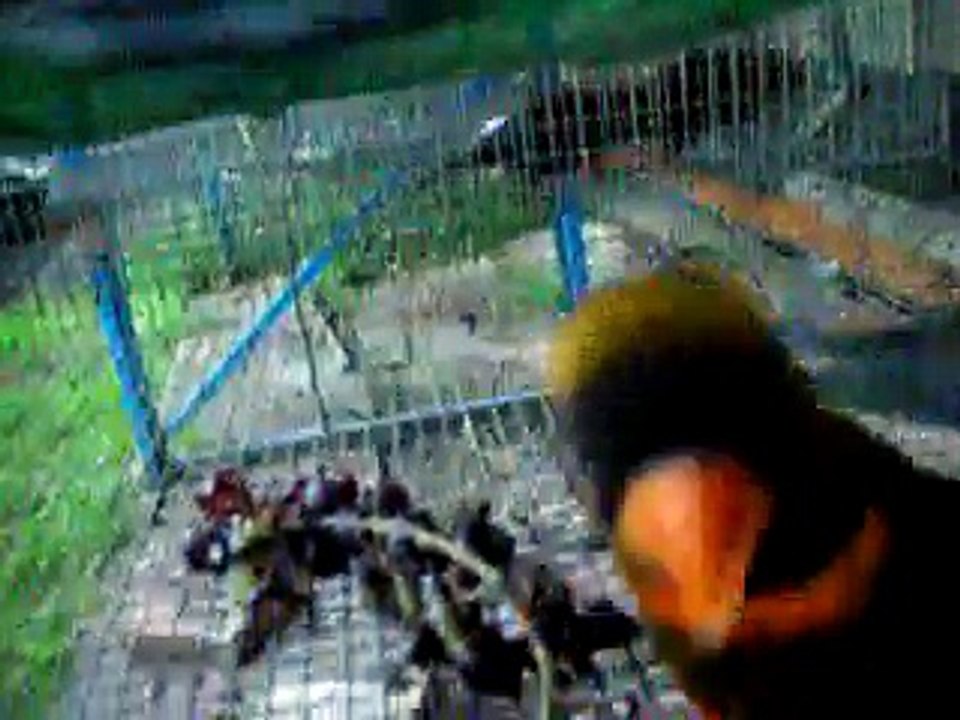 dusky lory orange phase