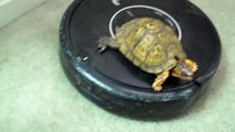 Turtle Rides Roomba