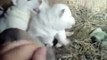 Cute Siberian Husky Puppies Playing